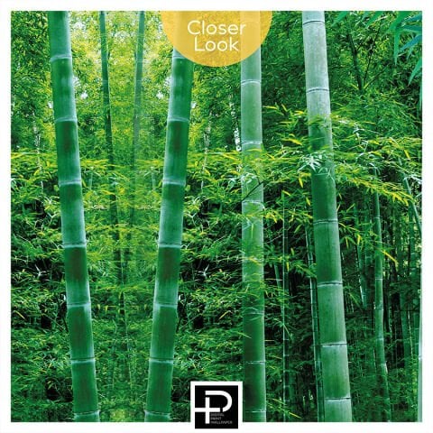 Yeşil Bambu Ormanı Duvar Kağıdı, Japon Esintili Duvar Dekorasyonu