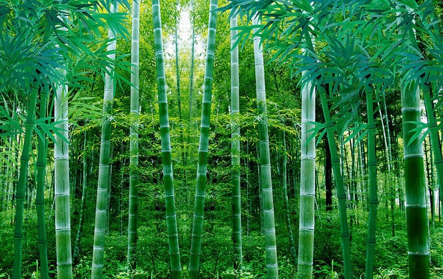 Yeşil Bambu Ormanı Duvar Kağıdı, Japon Esintili Duvar Dekorasyonu