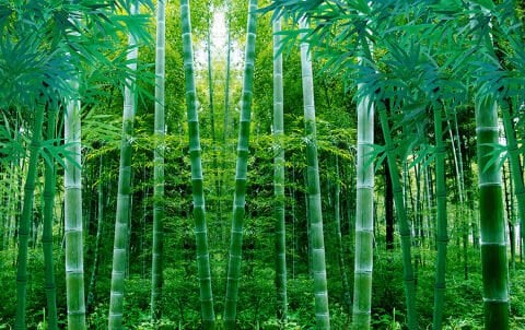Yeşil Bambu Ormanı Duvar Kağıdı, Japon Esintili Duvar Dekorasyonu